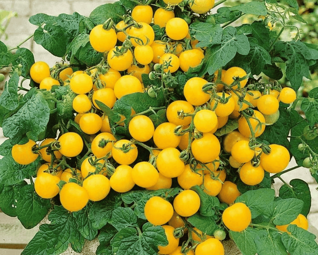 Patio Choice Yellow Hybrid Tomato Seeds