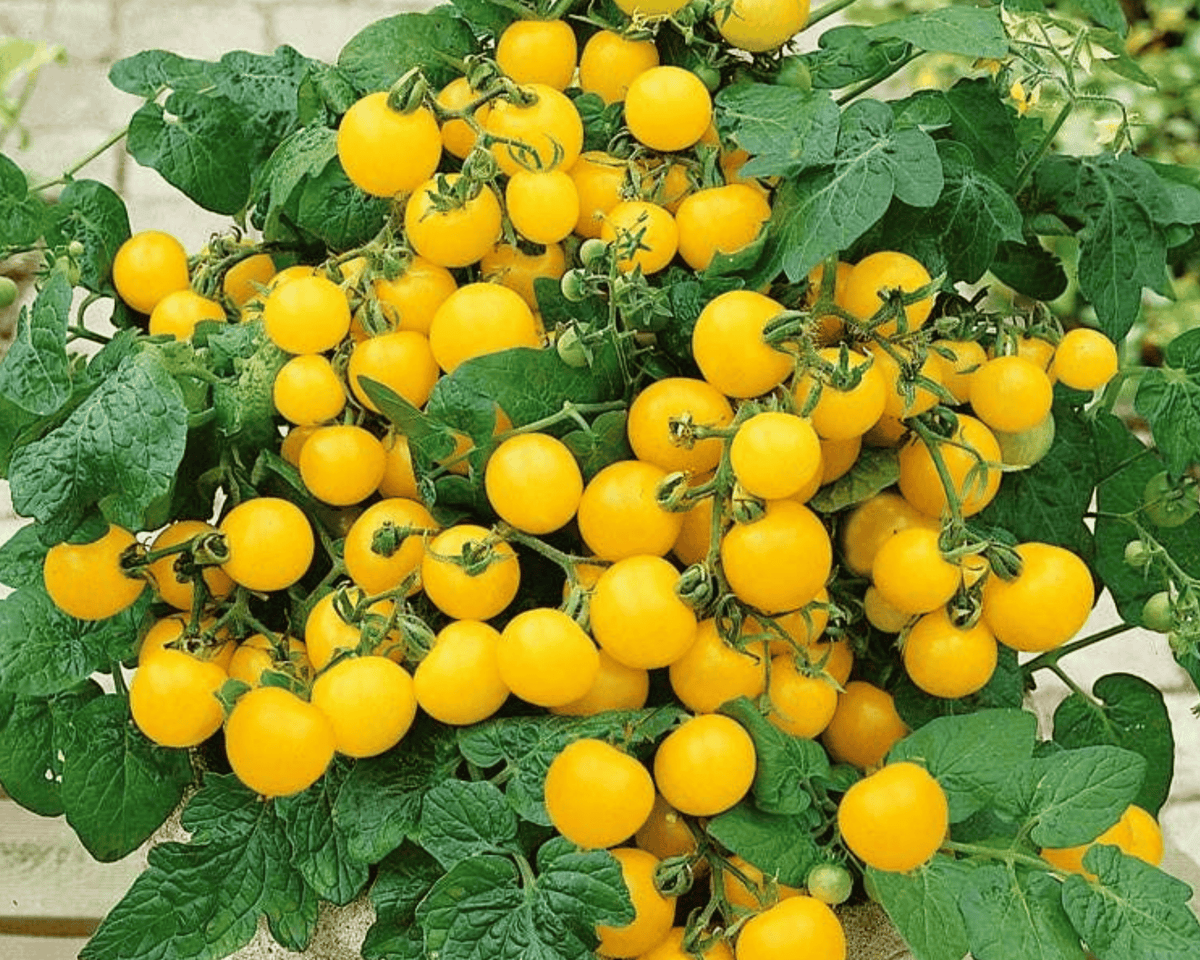 Patio Choice Yellow Hybrid Tomato Seeds