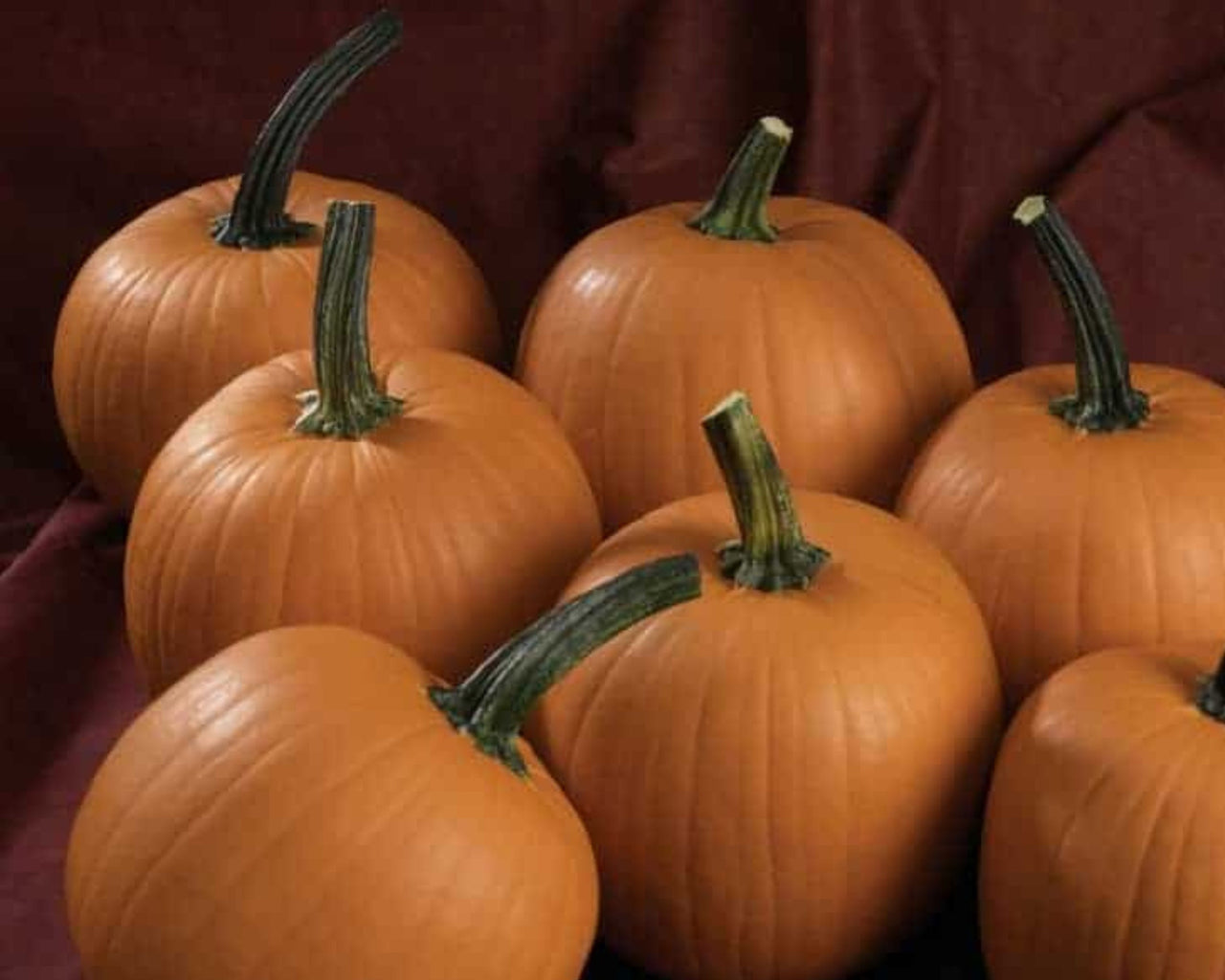 Hijinks Hybrid Pumpkin Seeds