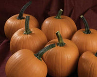 Hijinks Hybrid Pumpkin Seeds