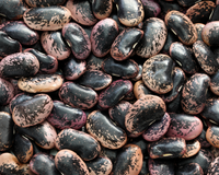 Scarlet Runner Bean