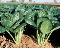 Savanna Hybrid Mustard Green Seeds