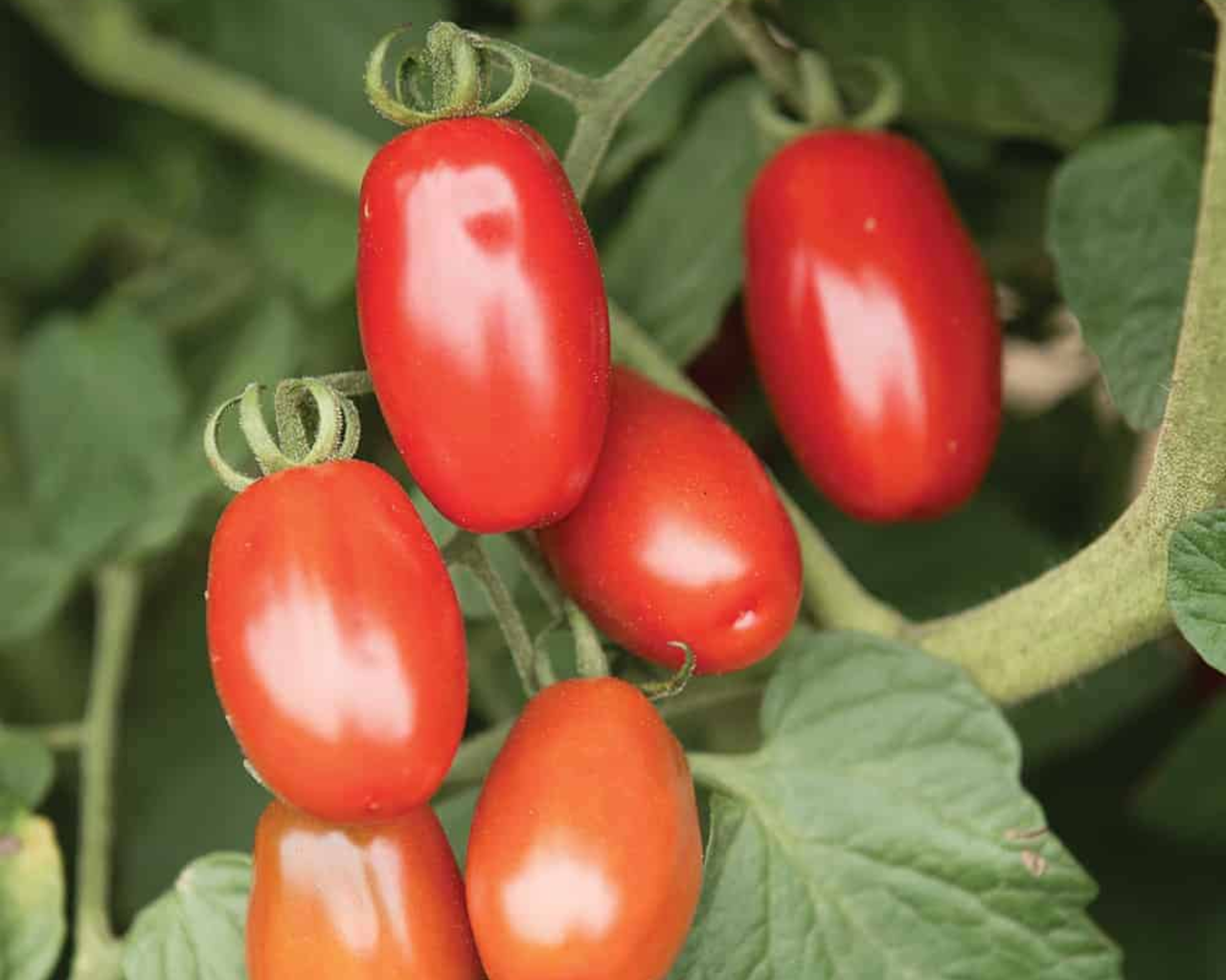 Valentine Hybrid Tomato Seeds