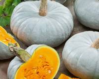 Blue Prince Hybrid Pumpkin Seeds