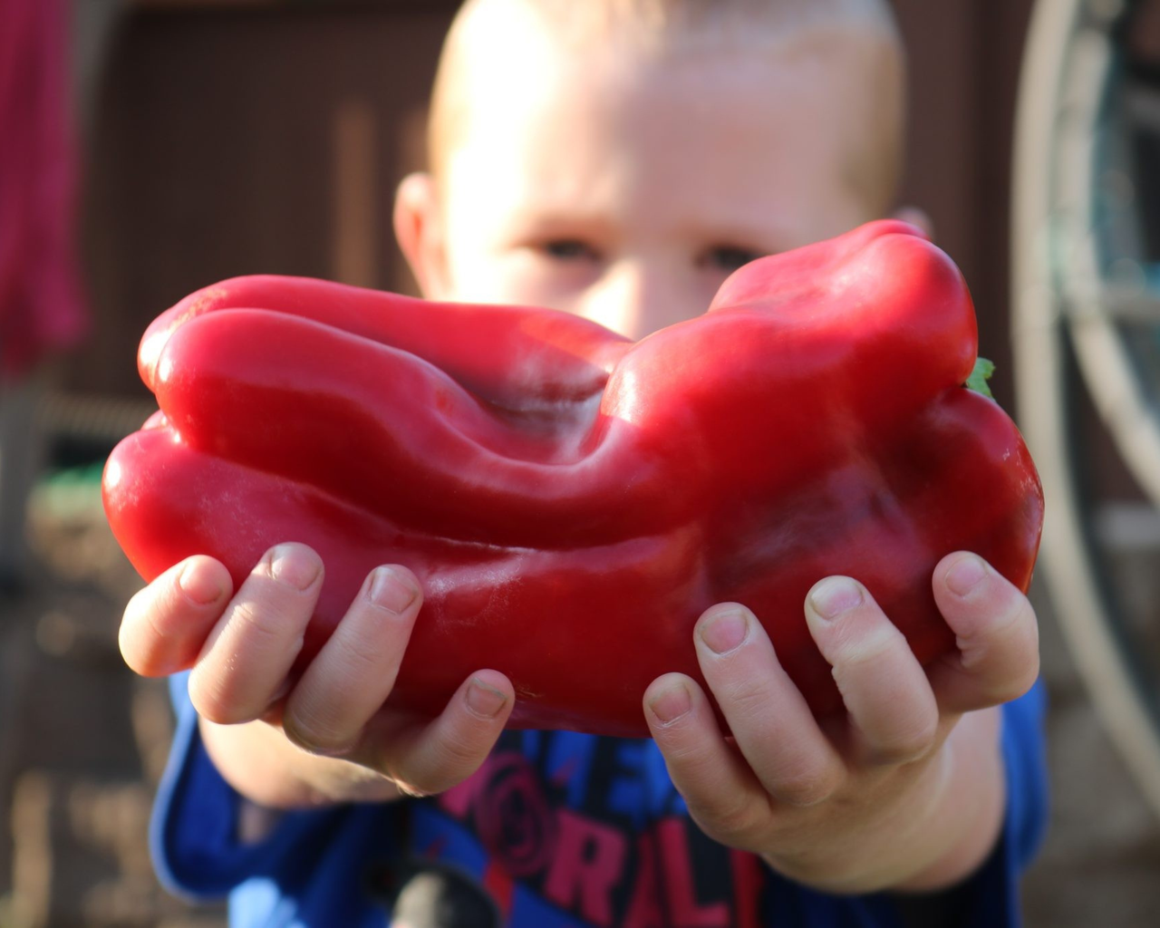 Bulk: Red Impact Hybrid Pepper Seeds