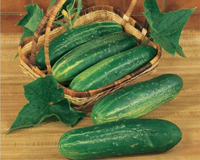 Straight Eight Cucumber Seeds