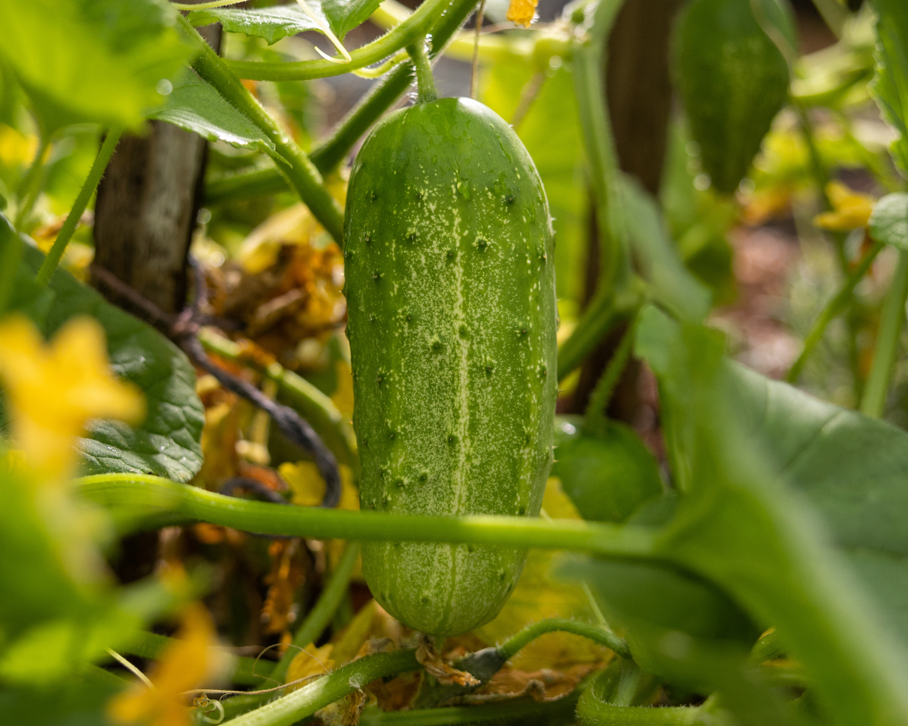 Pick-A-Bushel Hybrid Cucumber Seeds