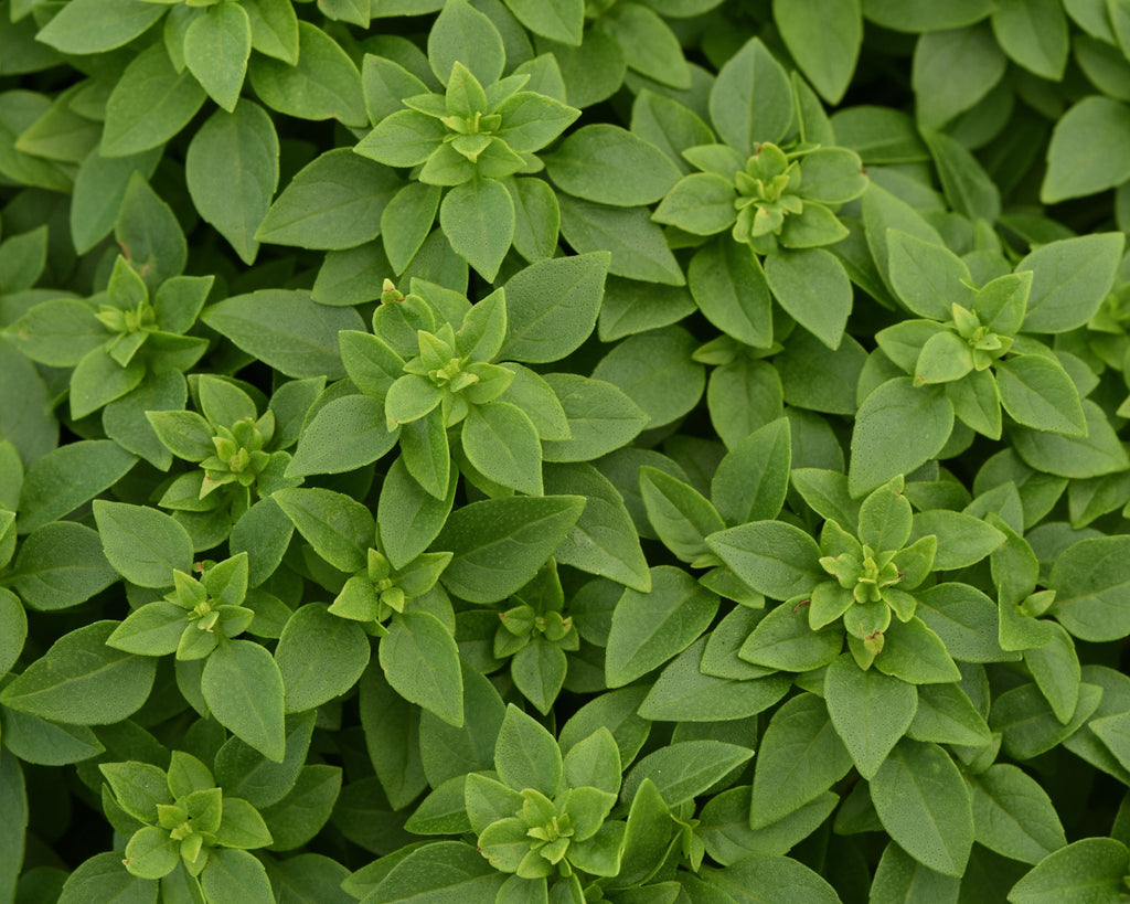 Bonsai Basil Seeds