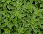 Bonsai Basil Seeds