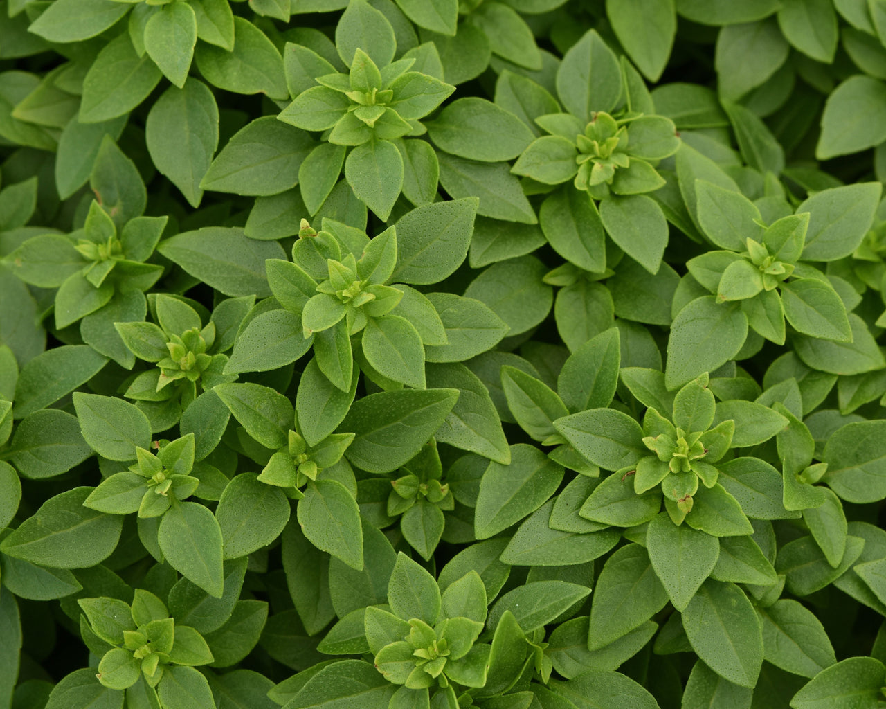Bonsai Basil Seeds