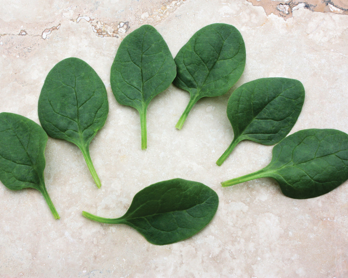 Seaside Hybrid Spinach Seeds