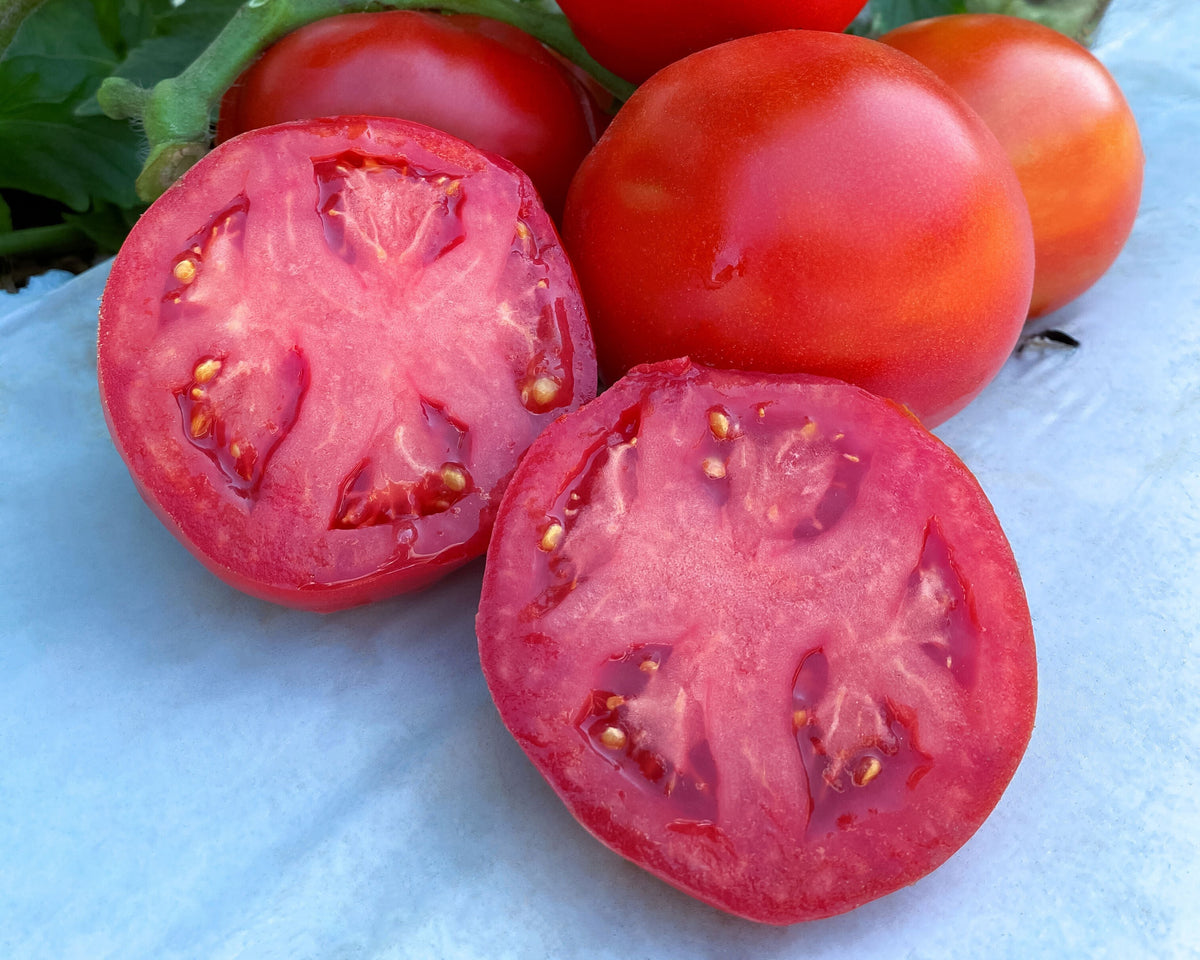 Rubee Dawn Hybrid Tomato Seeds