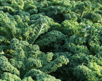 Dwarf Blue Curled Kale Seeds