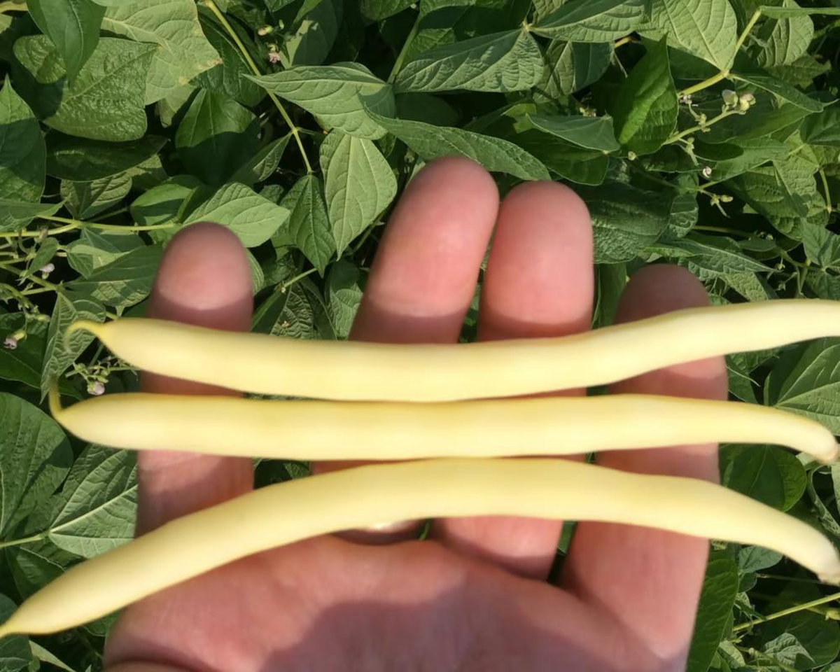 Cherokee Wax Bean Seeds
