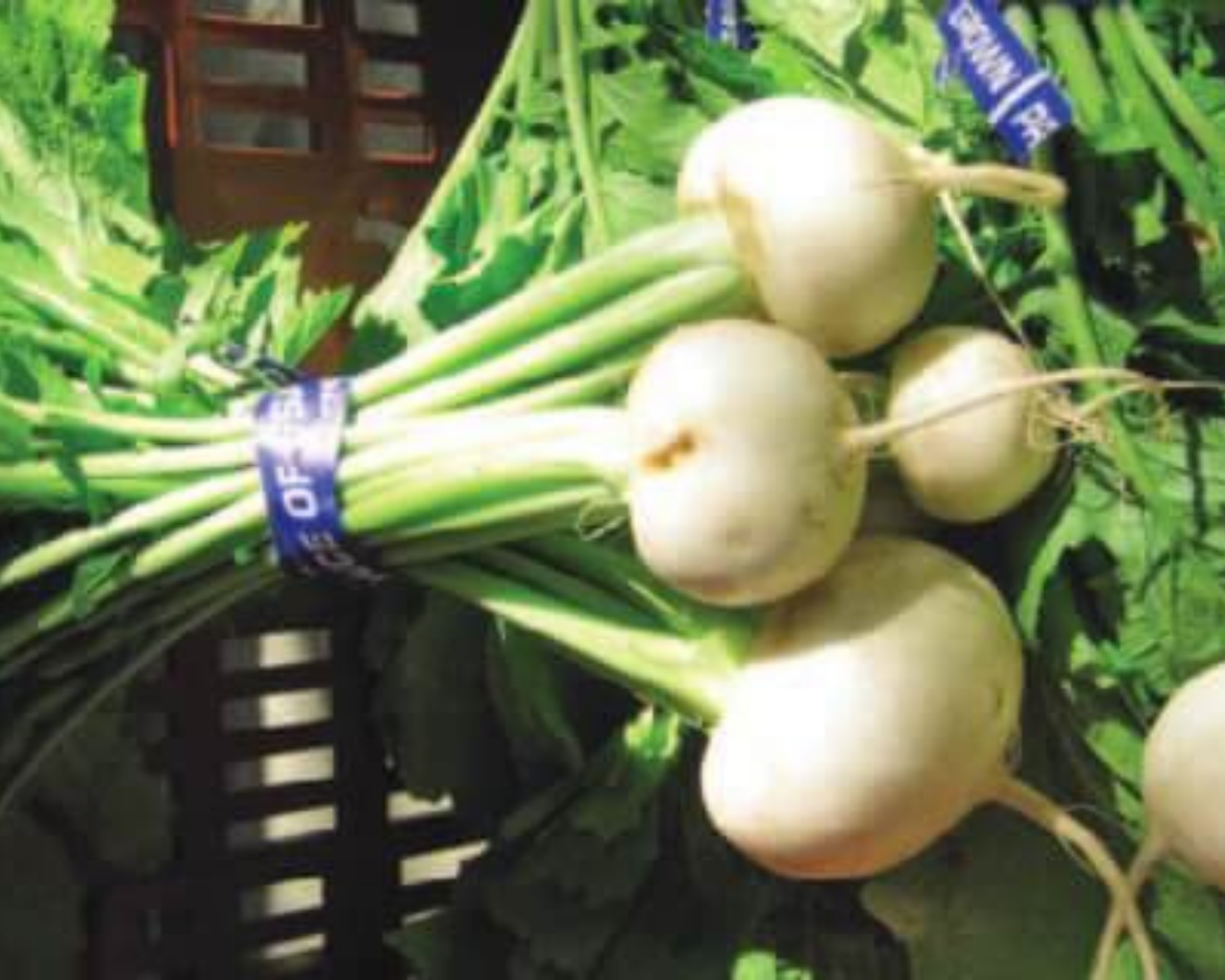 Tokyo Cross Hybrid Turnip Seeds