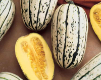 Bush Delicata Winter Squash Seeds