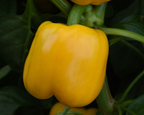 Trailblazer Hybrid Pepper Seeds