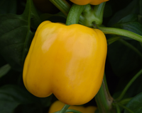 Trailblazer Hybrid Pepper Seeds