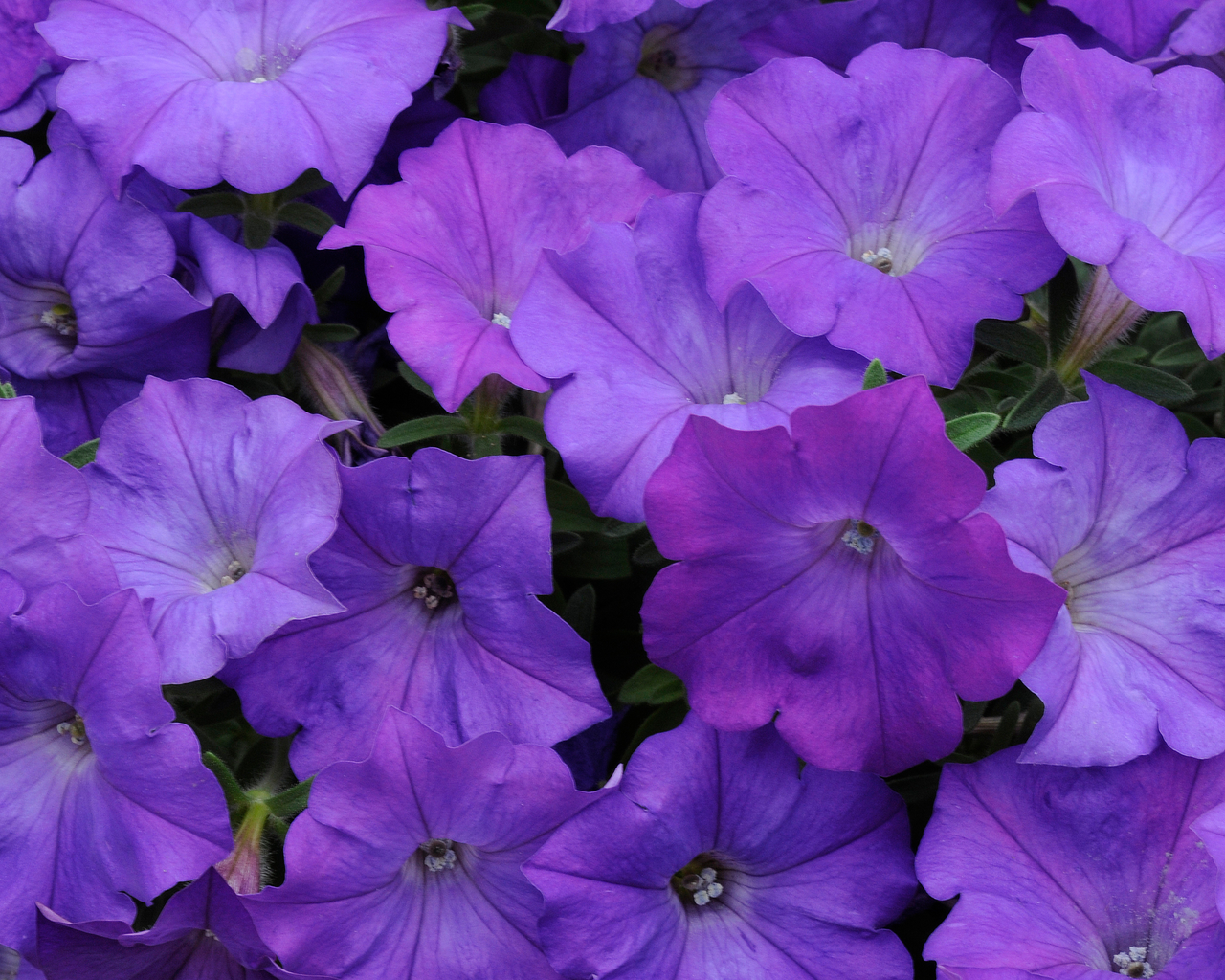 Shock Wave® Denim Spreading Petunia Seeds