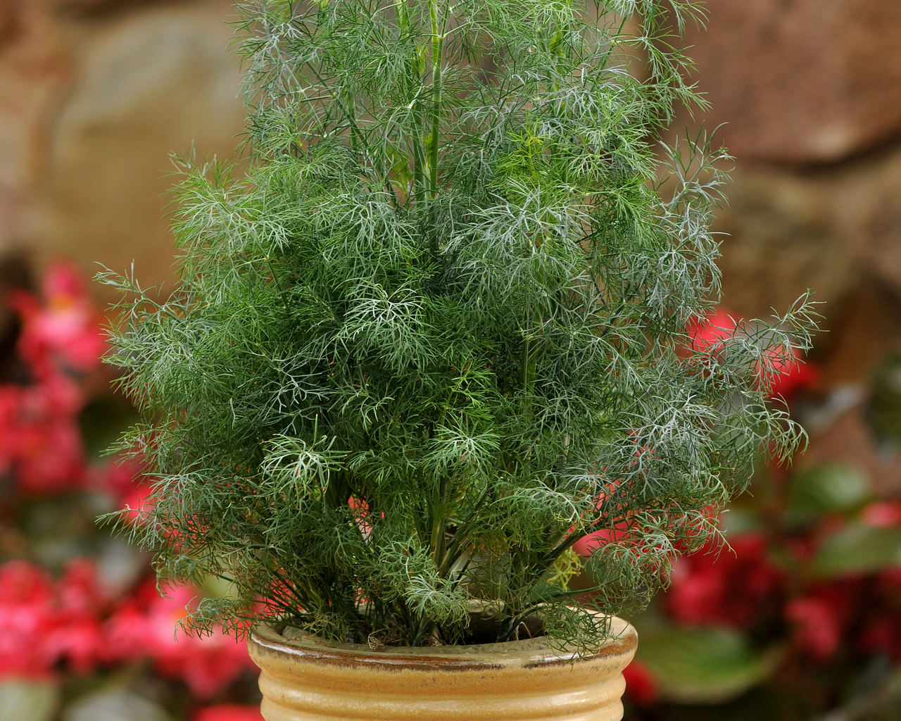 Fernleaf Dill Seeds