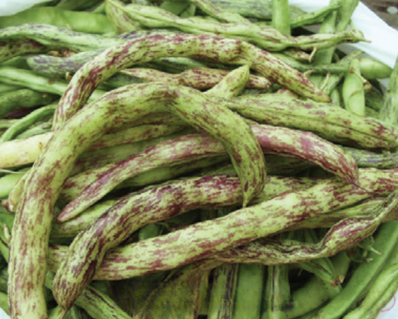 Rattlesnake Bean Seeds
