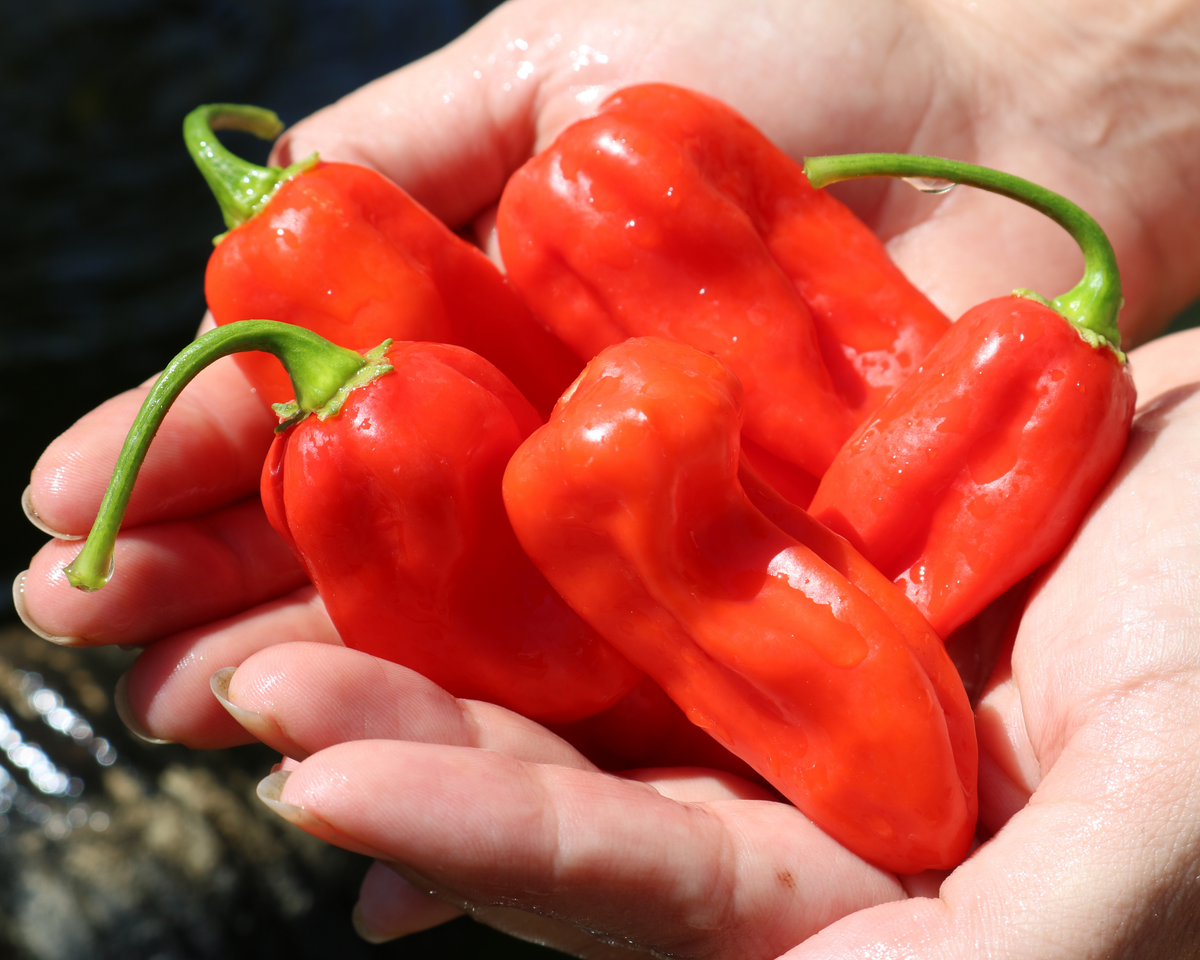 Roulette Habanero Hybrid Pepper Seeds