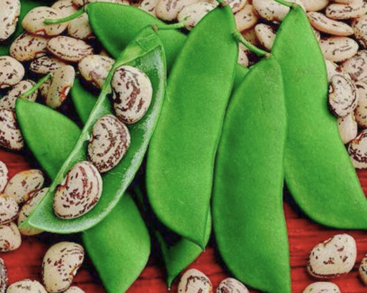 Jackson Wonder Bean