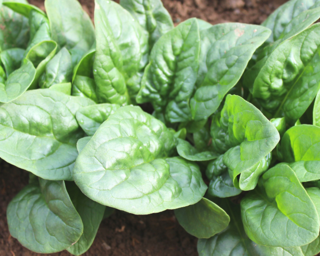 Green Beret Hybrid Spinach Seeds