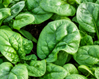 Bloomsdale Long Standing Spinach Seeds