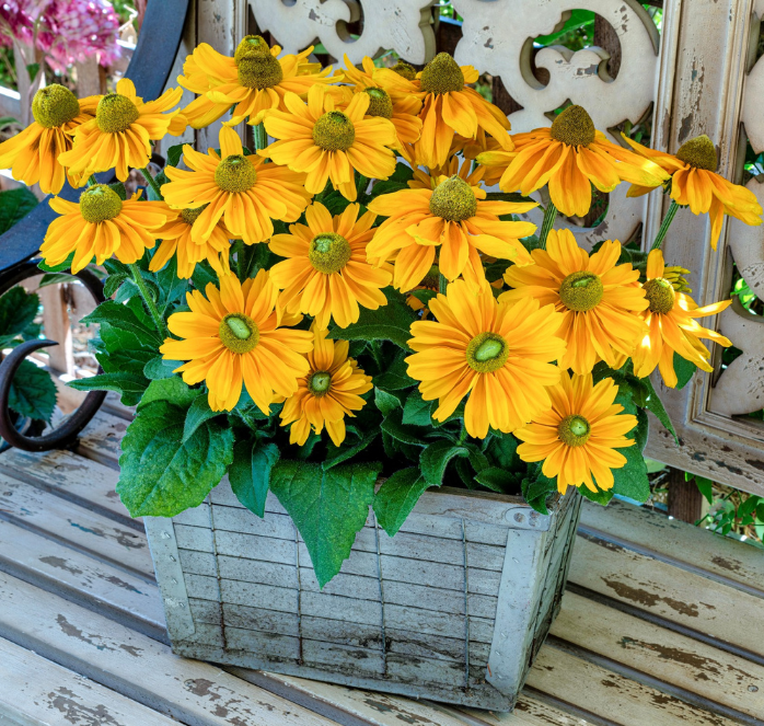 Amarillo Gold Rudbeckia Seeds