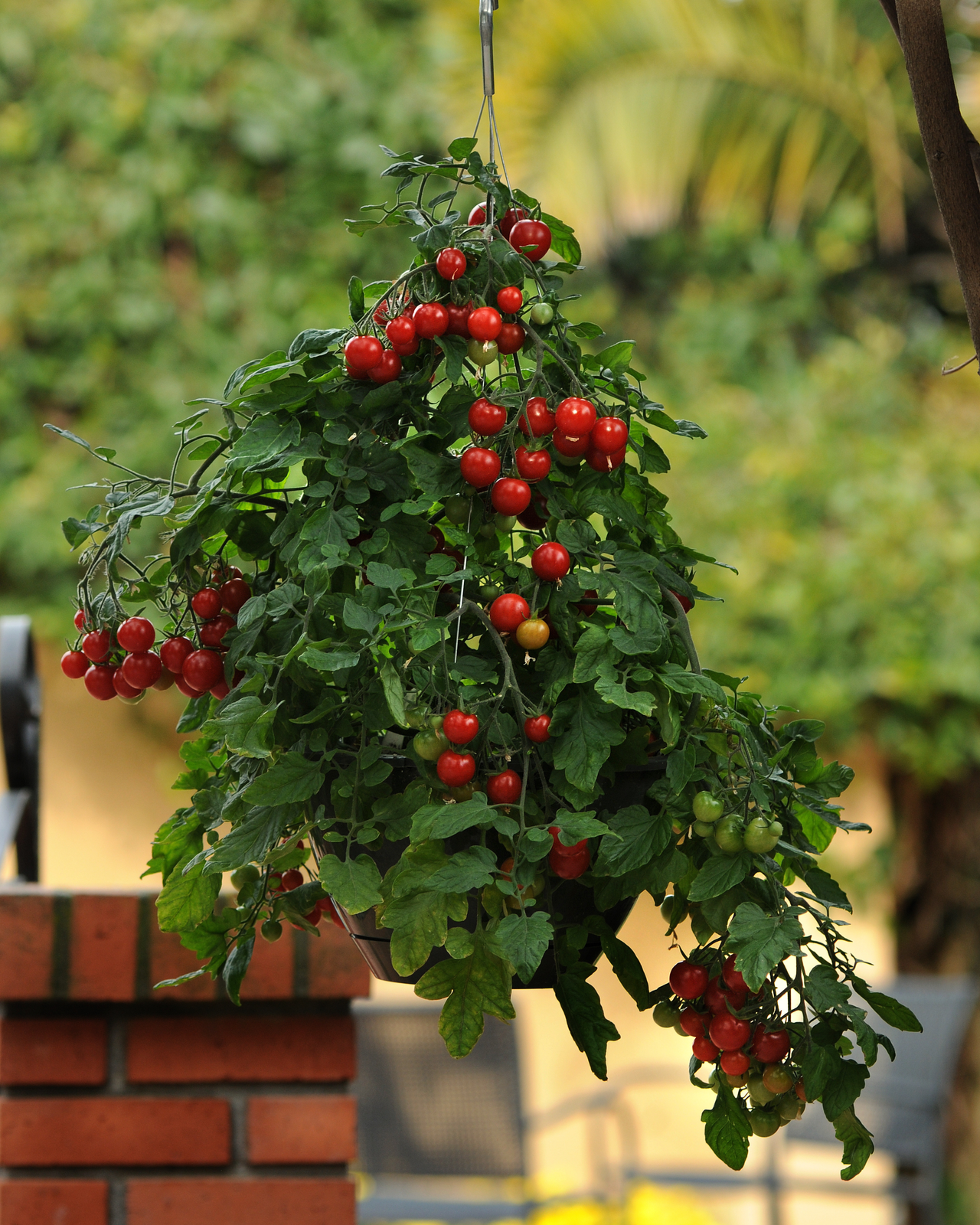 Topsy Tom Hybrid Tomato Seeds