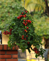 Topsy Tom Hybrid Tomato Seeds