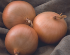 Patterson Hybrid Onion Seeds
