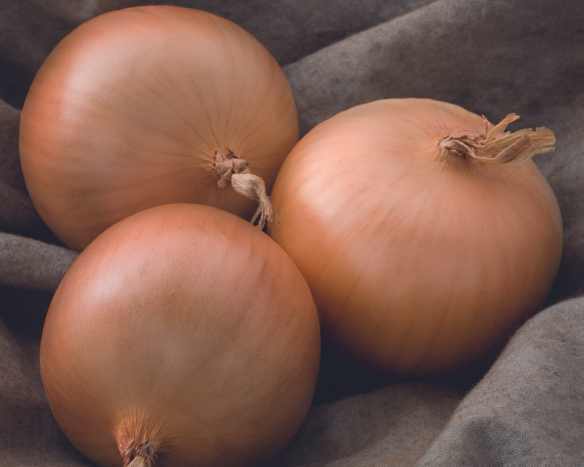 Patterson Hybrid Onion Seeds