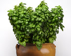 Everleaf Genovese Basil Seeds