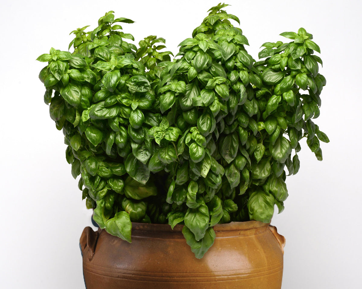 Everleaf Genovese Basil Seeds