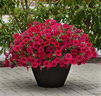 Carmine Velour Wave® Spreading Petunia
