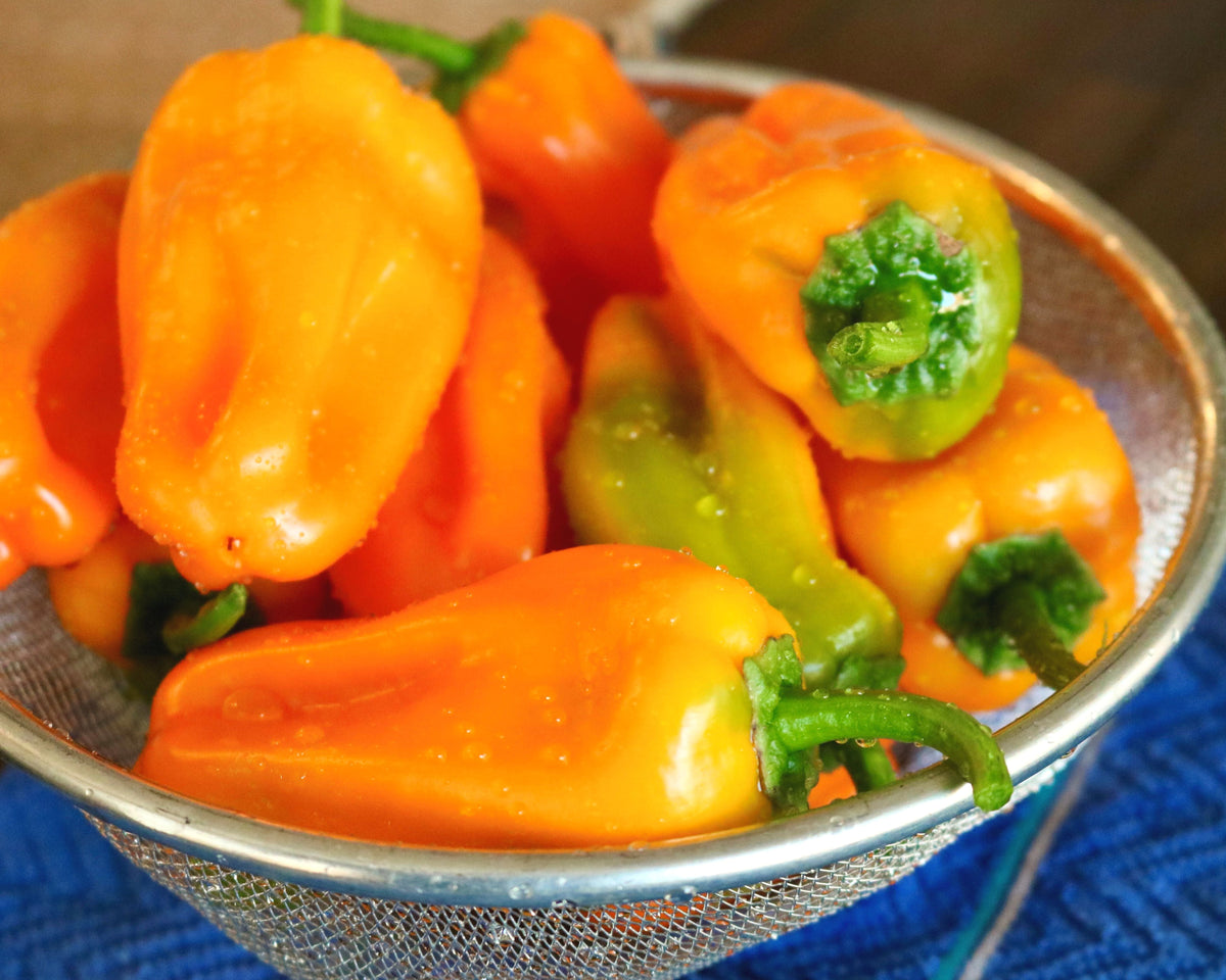 Just Sweet Hybrid Snack Pepper