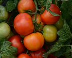 Little Sicily Hybrid Tomato