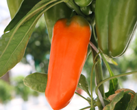 Orange Blaze Hybrid Pepper Seeds
