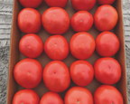Jolene Hybrid Tomato Seeds