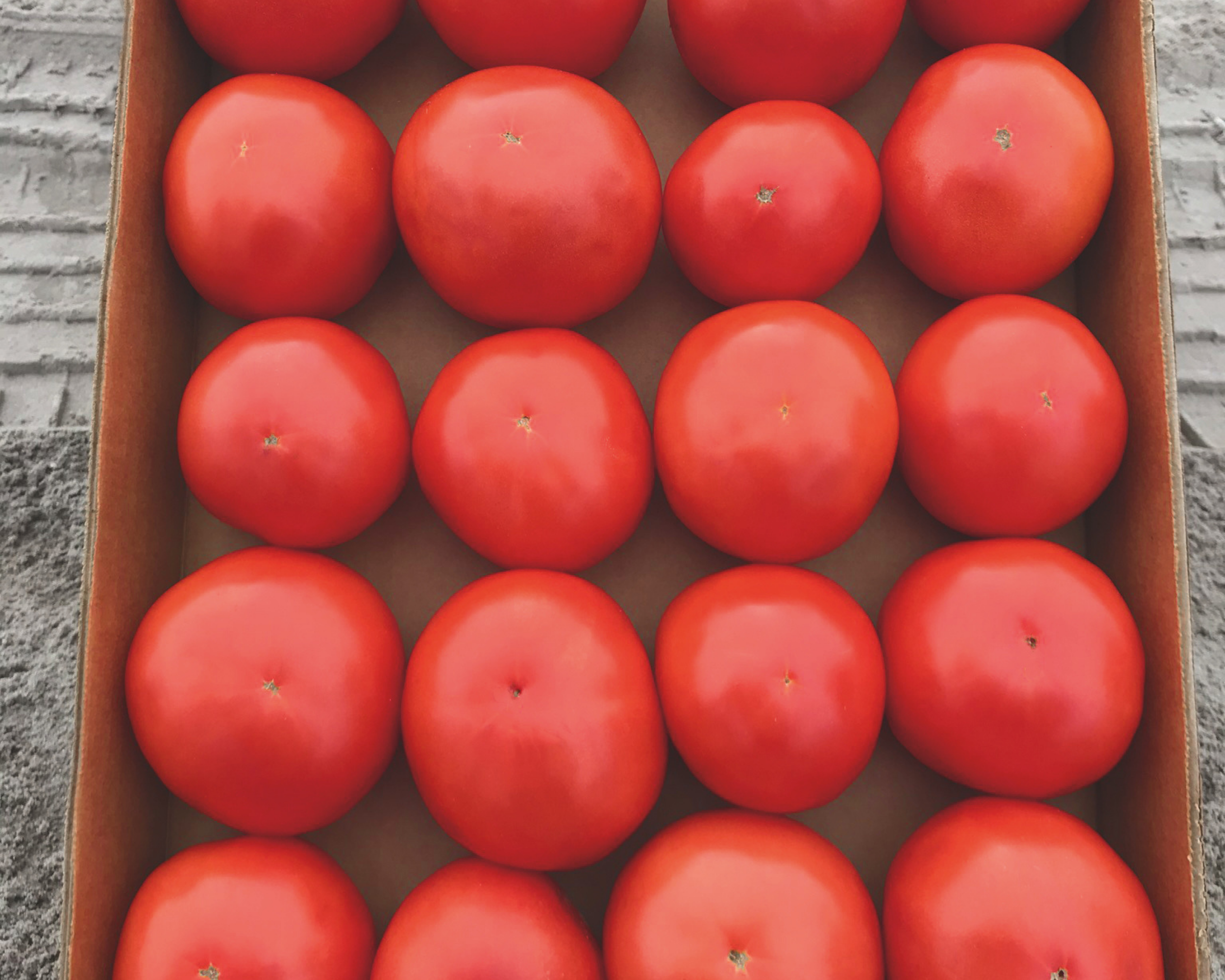 Jolene Hybrid Tomato Seeds