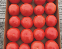 Jolene Hybrid Tomato Seeds