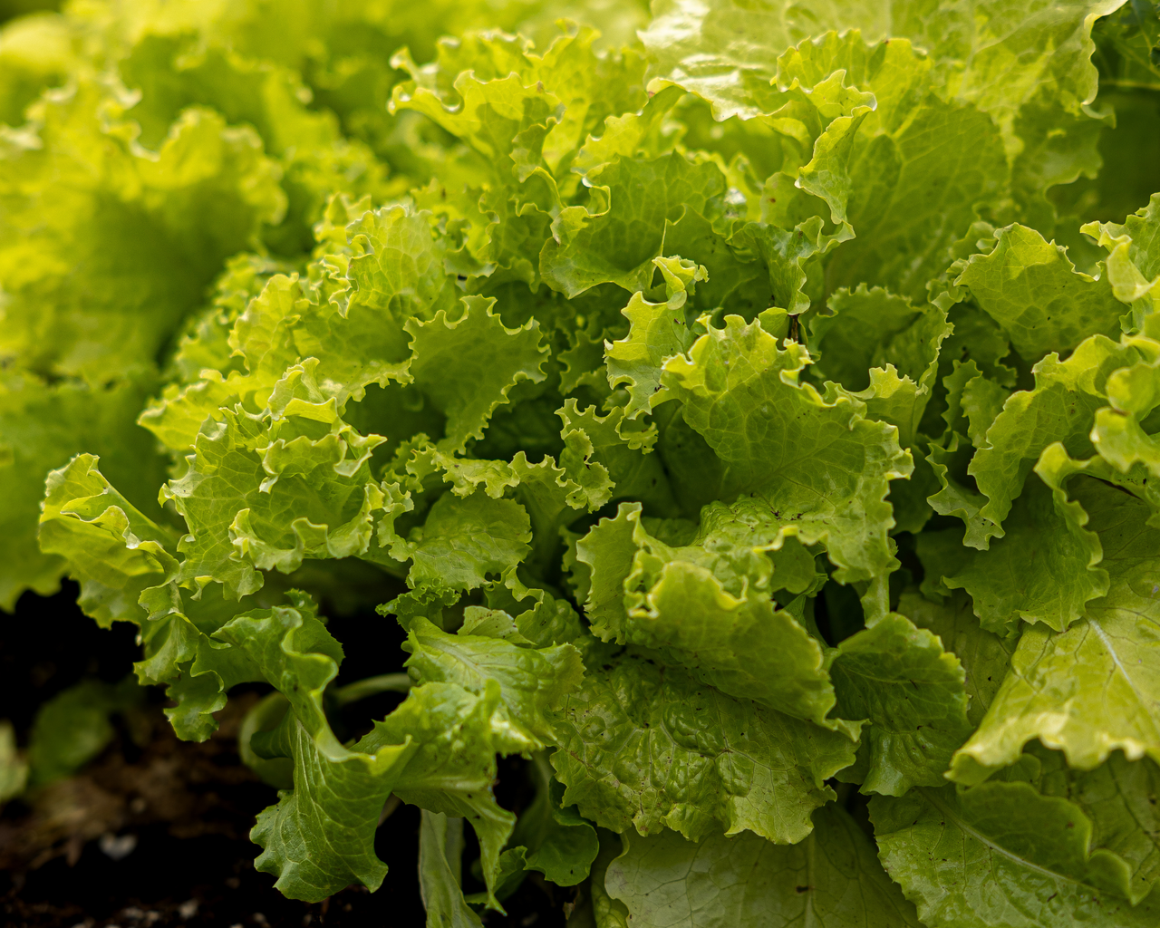 Simpson Elite Lettuce Seeds
