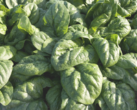 Space Hybrid Spinach
