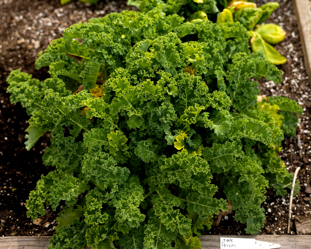 Prizm Hybrid Kale Seeds