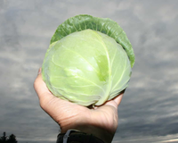 Katarina Hybrid Cabbage Seeds