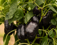 Dragonfly Hybrid Pepper Seeds