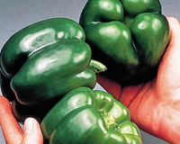 California Wonder Bell Pepper Seeds