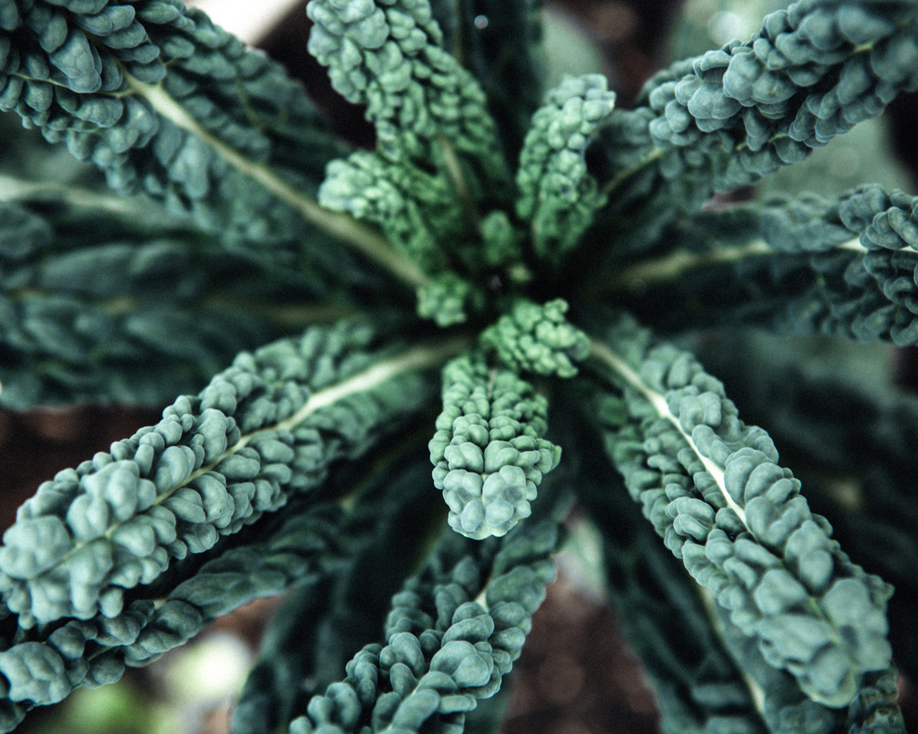 Lacinato Kale Seeds